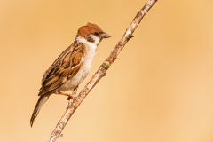 Ringmus-Eurasian tree sparrow-Feldsperling-Passer montanus-Nederland-Netherlands-Niederlande
