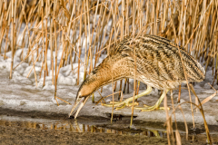 Roerdomp-Great bittern-Rohrdommel-Botaurus stellaris-Nederland-Netherlands-Niederlande