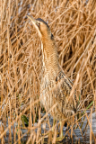 Roerdomp-Great bittern-Rohrdommel-Botaurus stellaris-Nederland-Netherlands-Niederlande