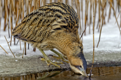 Roerdomp-Great bittern-Rohrdommel-Botaurus stellaris-Nederland-Netherlands-Niederlande