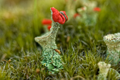 Rood bekermos-Cladonia coccifera-Nederland-Netherlands-Niederlande