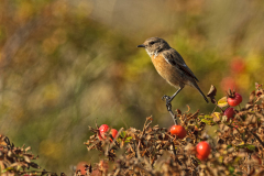 Roodborsttapuit-European stonechat- Schwarzkehlchen-Saxicola rubicola-Nederland-Netherlands-Niederlande