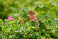 Roodmus-Common rosefinch- Karmingimpel-Carpodacus erythrinus-Nederland-Netherlands-Niederlande