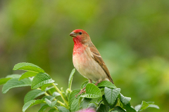 Roodmus-Common rosefinch- Karmingimpel-Carpodacus erythrinus-Nederland-Netherlands-Niederlande