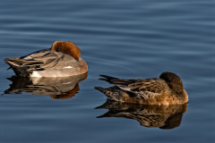 Smient-Eurasian wigeon-Pfeifente-Mareca penelopeNederland-Netherlands-Niederlande