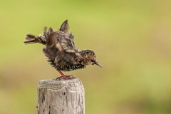 Spreeuw-Common starling-Star-Sturnus vulgaris-Nederland-Netherlands-Niederlande