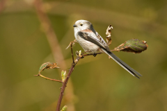Staartmees-Long-tailed tit-Schwanzmeise-Aegithalos caudatus-Nederland-Netherlands-Niederlande