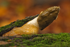 Grote stinkzwam-Common stinkhorn-Gemeine Stinkmorchel-Phallus impudicus-Nederland-Netherlands-Niederlande