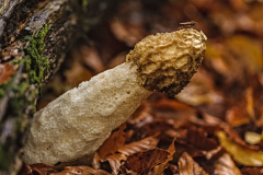 Grote stinkzwam-Common stinkhorn-Gemeine Stinkmorchel-Phallus impudicus-Nederland-Netherlands-Niederlande