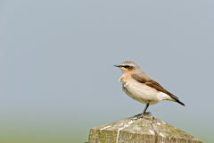 Tapuit-Northern wheatear- Steinschmätzer-Oenanthe oenanthe-Nederland-Netherlands-Niederlande