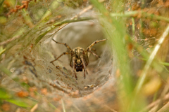 Gewone doolhofspin-Agelena labyrinthica-Labyrinthspinne-Agelena labyrinthica-Nederland-Netherlands-Niederlande
