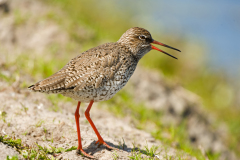 Tureluur-Common red shank-Rotschenkel-Tringa totanus-Nederland-Netherlands-Niederland