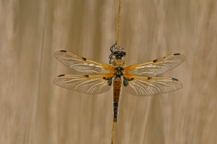 Viervlek-Four-spotted chaser-Vierfleck-Libellula quadrimaculata-Nederland-Netherlands-Niederlande