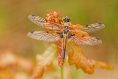 Viervlek-Four-spotted chaser-Vierfleck-Libellula quadrimaculata-Nederland-Netherlands-Niederlande
