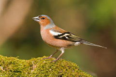 Vink-Eurasian chaffinch-Buchfink-Fringilla coelebs-Nederland-Netherlands-Niederlande