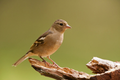 Vink-Eurasian chaffinch-Buchfink-Fringilla coelebs-Nederland-Netherlands-Niederlande