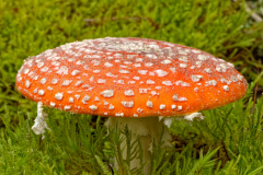 Vliegenzwam-Fly agaric-Fliegenpilz-Amanita muscaria-Nederland-Netherlands-Niederlande