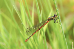 Vuurjuffer-Large red damselfly-Frühe Adonislibelle-Pyrrhosoma nymphula-Nederland-Netherlands-Niederlande
