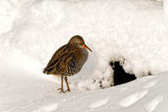 Waterral-Water rail-Wasserralle-Rallus aquaticus-Nederland-Netherlands-Niederlande