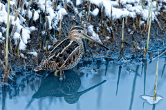 Watersnip-Common snipe- Bekassine-Gallinago gallinago-Nederland-Netherlands-Niederlande