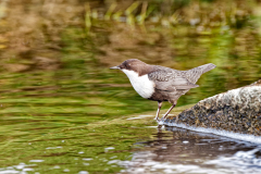 Waterspreeuw-White-throated dipper-Wasseramsel-Cinclus cinclus Nederland-Netherlands-Niederlande
