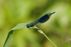 Weidebeekjuffer-Banded demoiselle-Gebänderte Prachtlibelle-Calopteryx splendens-Nederland-Netherlands-Niederlande