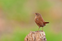 Winterkoning-Eurasian wren -Zaunkönig-Troglodytes troglodytes-Nederland-Netherlands-Niederlande
