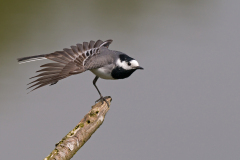 Witte kwikstaart-White wagtail-Bachstelze-Motacilla alba- Nederland-Netherlands-Niederlande