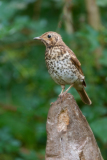 Zanglijster-Song thrush-Singdrossel-Turdus philomelos- Nederland-Netherlands-Niederlande