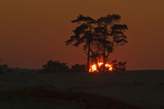 Zonsondergang op de Veluwe-Sunset on the Velue-Sonnenuntergang in der Veluwe- Nederland-Netherlands-Niederlande