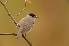 Zwartkop-Eurasian blackcap-Mönchsgrasmücke-Sylvia atricapilla-Nederland-Netherlands-Niederlande
