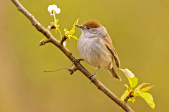 Zwartkop-Eurasian blackcap-Mönchsgrasmücke-Sylvia atricapilla-Nederland-Netherlands-Niederlande