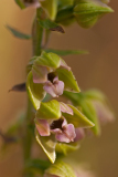 Duinwespenorchis-broad-leaved helleborine-Breitblättrige Stendelwurz-Epipactis helleborine subsp. neerlandica-Nederland-Netherlands-Niederlande