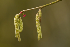 Hazelaar-Common hazel-Gemeine Hasel-Corylus avellana-Nederland-Netherlands-Niederlande