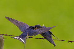 Boerenzwaluw-Barn swallow-Rauchschwalbe-Hirundica rustica-Nederland-Netherlands-Niederlande