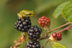 Europese boomkikker-European tree frog-Europäische Laubfrosch-Hyla arborea-Nederland-Netherlands-Niederlande
