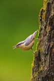 Boomklever-Eurasian nuthatch-Kleiber-Sitta europaea-Nederland-Netherlands-Niederlande