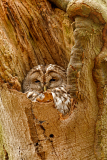 Bosuil-Tawny owl-Waldkauz-Strix aluco-Nederland-Netherlands-Niederlande