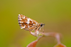 Aardbeivlinder-Grizzled skipper-Kleine Würfel-Dickkopffalter-Pyrgus malvae Nederland-Netherlands-Niederlande