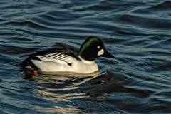 Brilduiker-Common goldeneye-Schellente-Bucephala clangula-Nederland-Netherlands-Niederlande