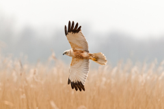 Bruine kiekendief-Western marsh harrier-Rohrweihe-Circus aeruginosus Nederland-Netherlands-Niederlande