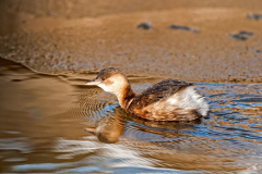 Dodaars-Little grebe-r Zwergtaucher-Tachybaptus ruficollis-Nederland-Netherlands-Niederlande
