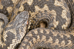 Adder-Common European adder-Kreuzotter-Vipera berus-Nederland-Netherlands-Niederlande