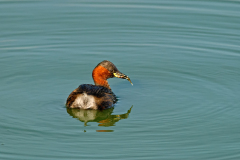 Dodaars-Little grebe-r Zwergtaucher-Tachybaptus ruficollis-Nederland-Netherlands-Niederlande