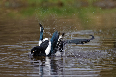 Ekster-Eurasian magpie-Elster-Pica pica-Nederland-Netherlands-Niederlande