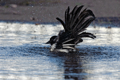 Ekster-Eurasian magpie-Elster-Pica pica-Nederland-Netherlands-Niederlande