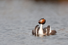 Fuut-Great crested grebe-Haubentaucher-Podiceps cristatus-Nederland-Netherlands-Niederlande