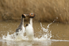 Fuut-Great crested grebe-Haubentaucher-Podiceps cristatus-Nederland-Netherlands-Niederlande