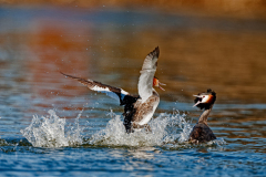 Fuut-Great crested grebe-Haubentaucher-Podiceps cristatus-Nederland-Netherlands-Niederlande