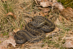 Adder-Common European adder-Kreuzotter-Vipera berus-Nederland-Netherlands-Niederlande